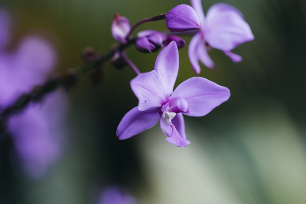 purple flower in tilt shift lens