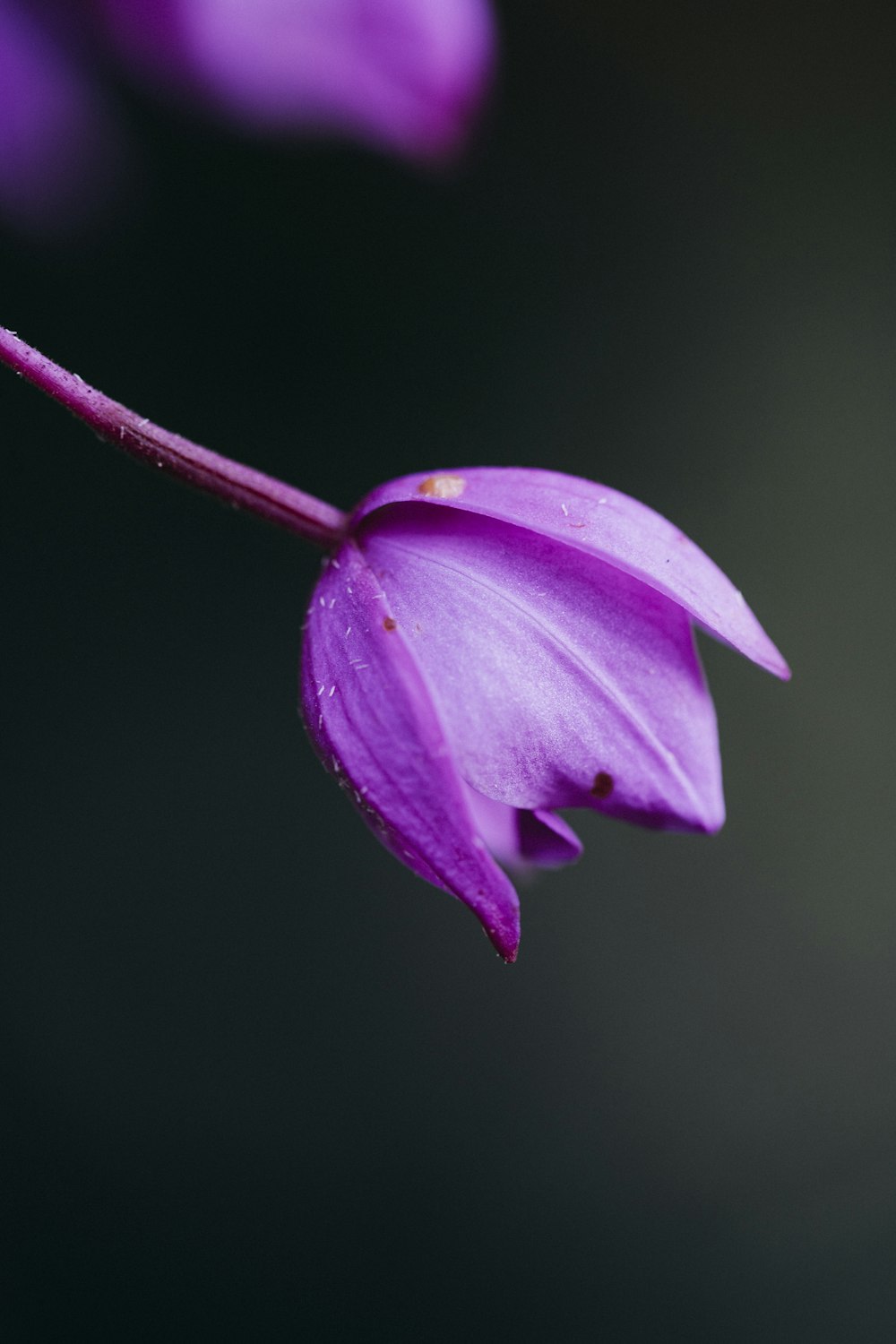 purple flower in tilt shift lens