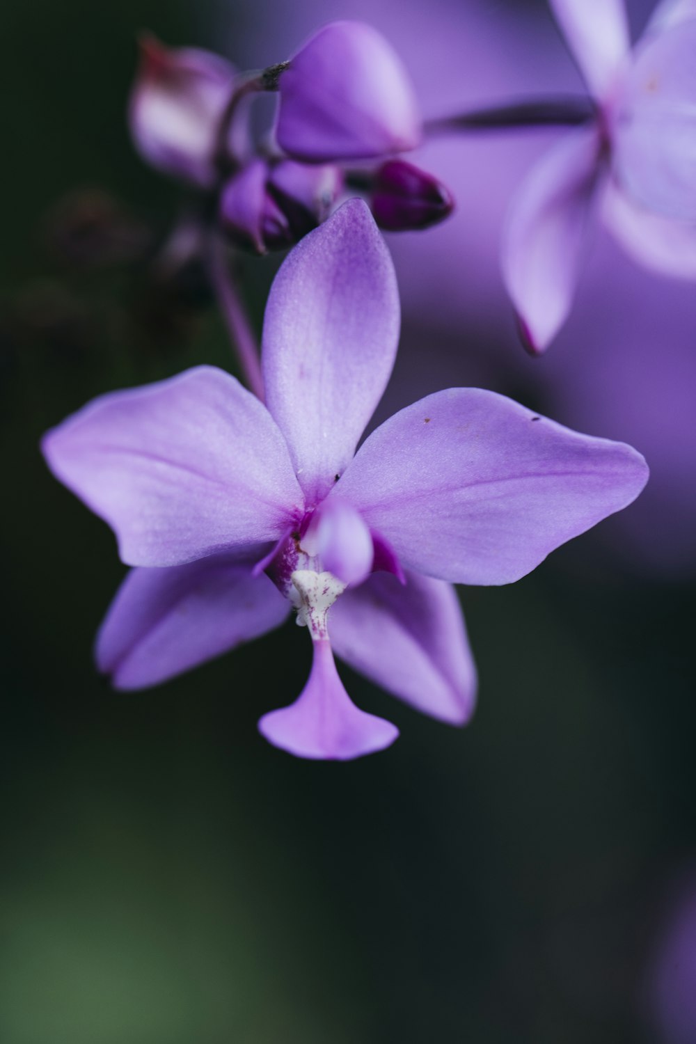 purple and white flower in tilt shift lens