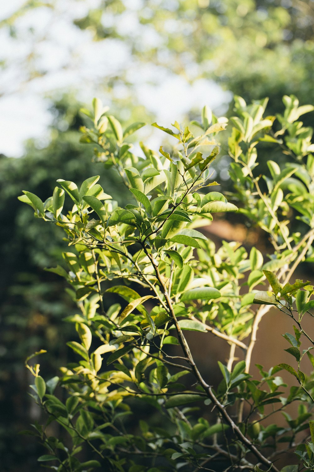 folhas verdes na lente de deslocamento de inclinação