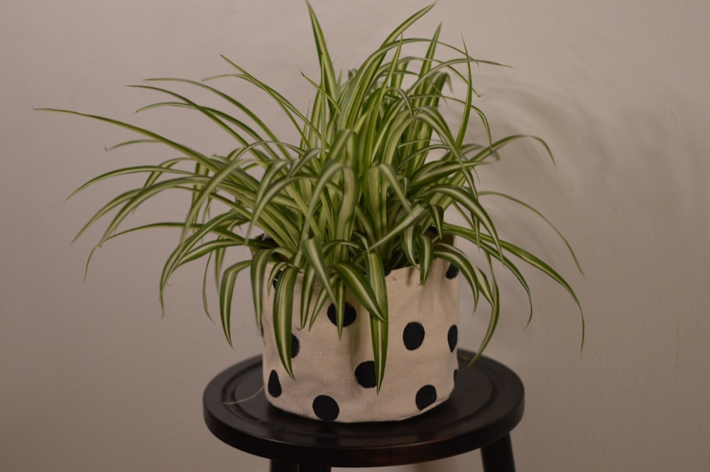 green plant on black pot