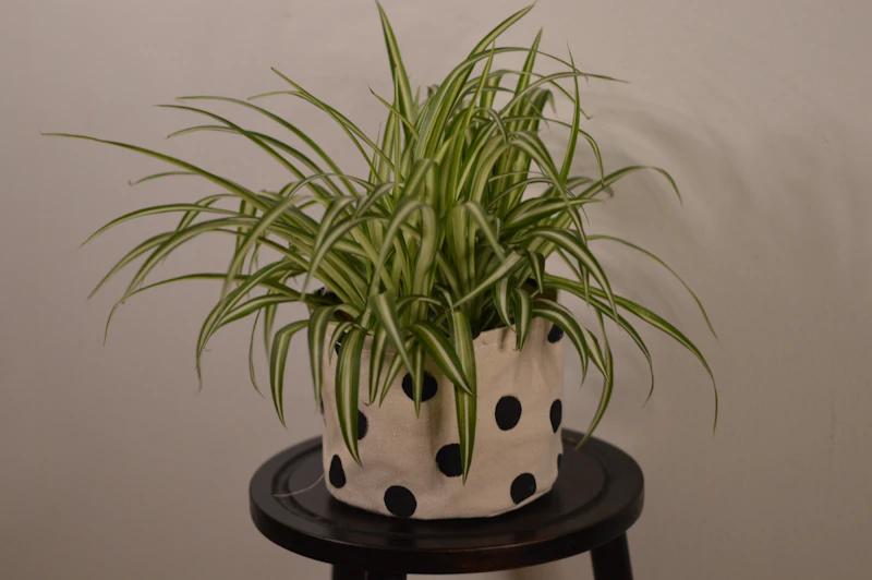 Potted plant