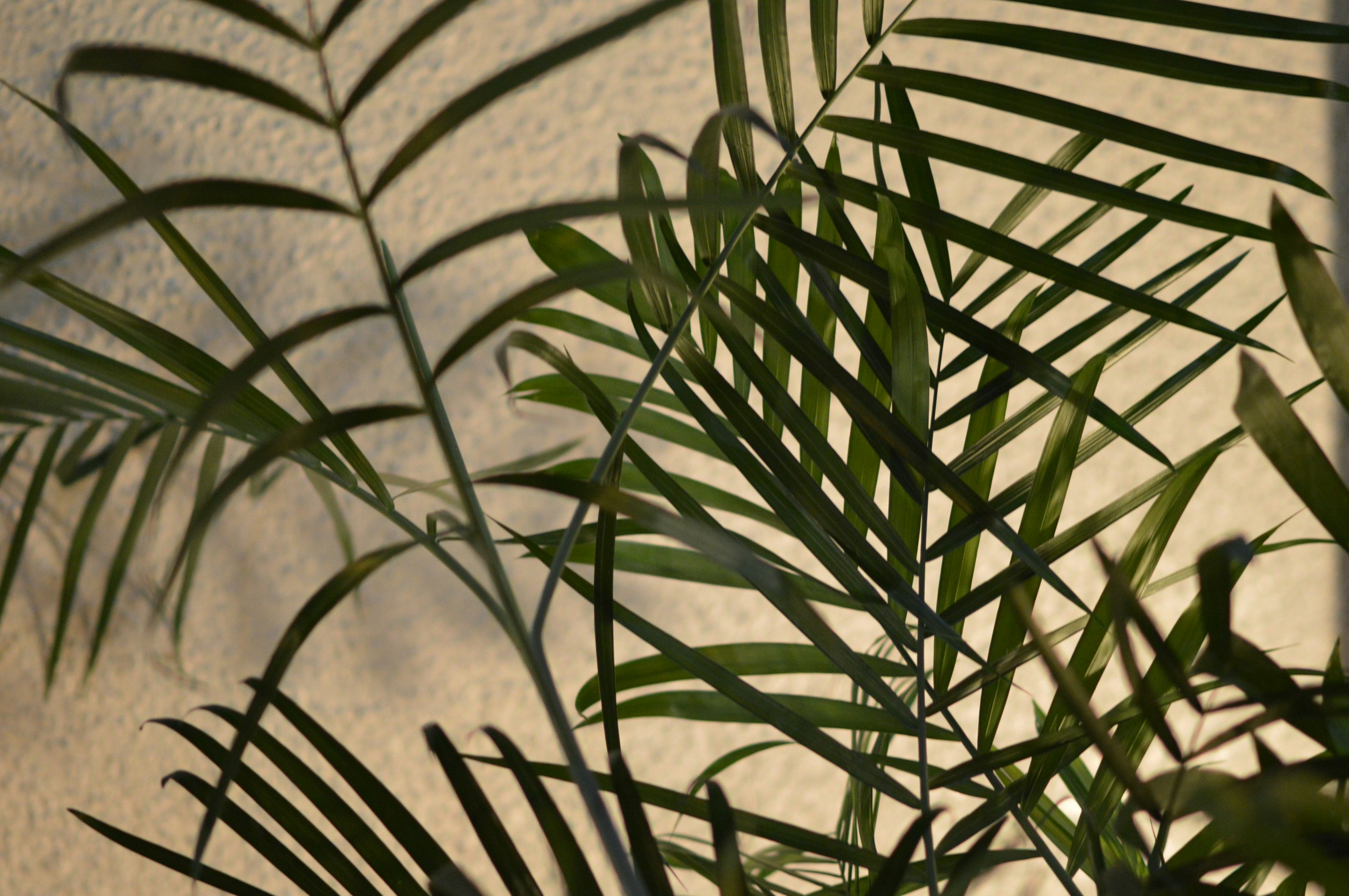 green plant near white wall