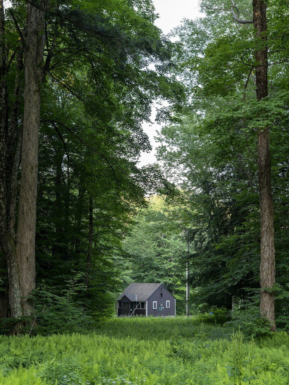 grün-weißes Holzhaus mitten im Wald