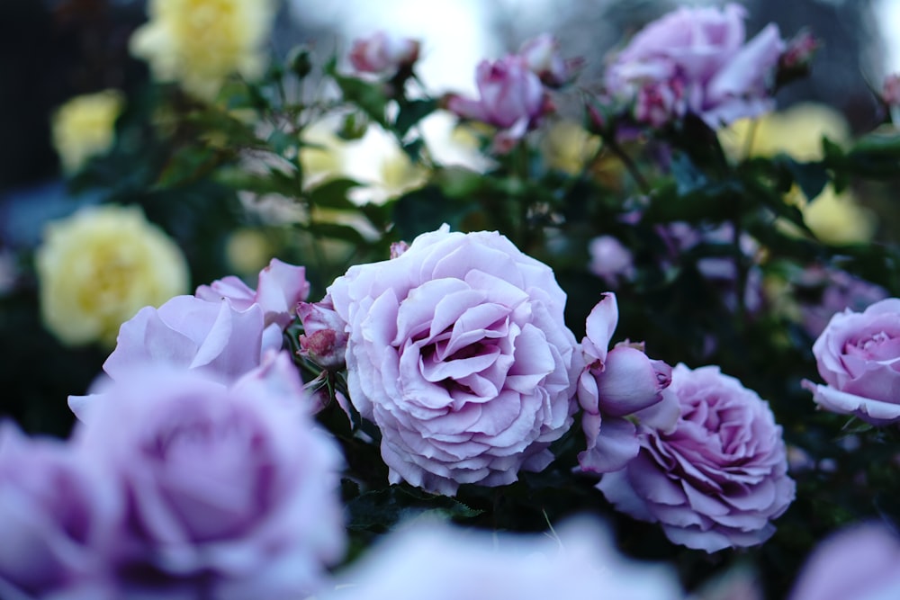 pink roses in tilt shift lens