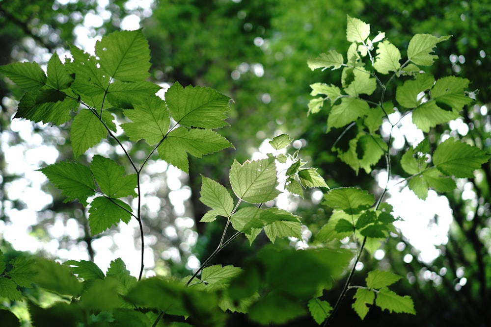 green leaves in tilt shift lens