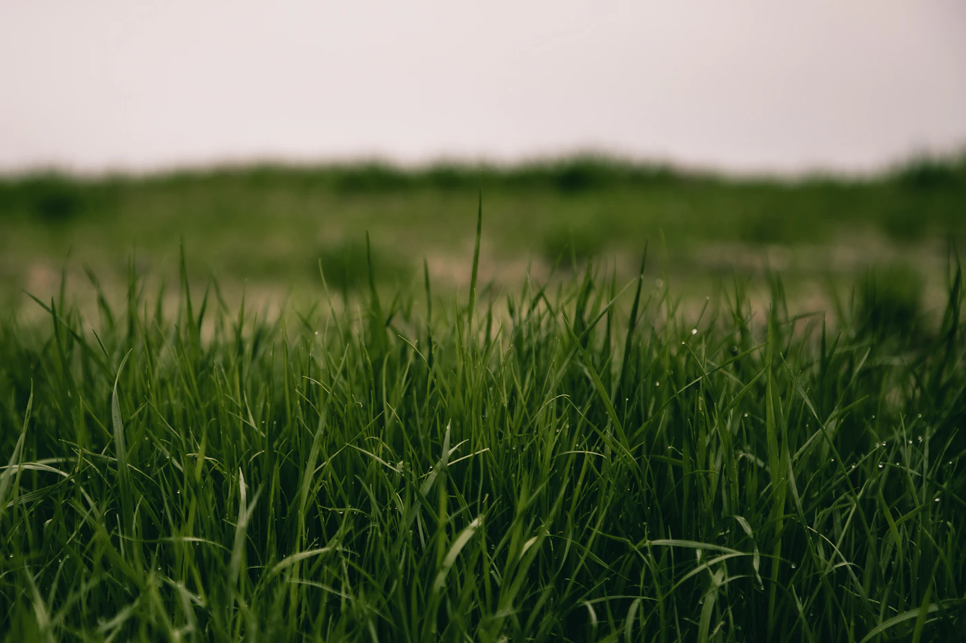 Healthy green St. Augustine lawn in front of a Florida home