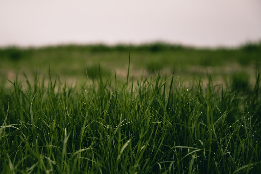 green grass field during daytime