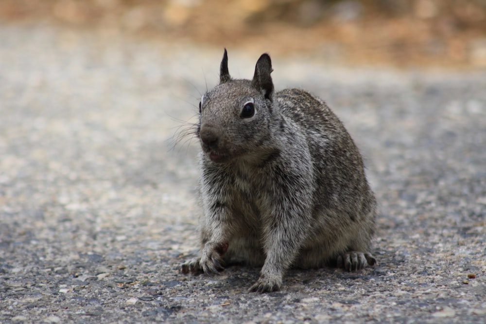 gray squirrel on gray sand during daytime