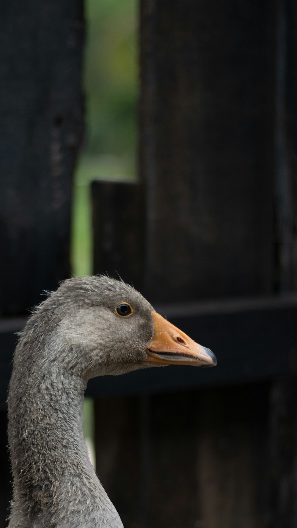 grey duck in close up photography