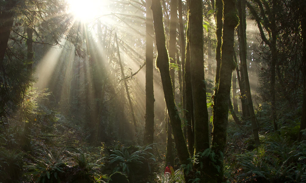 Soft morning sunbeams filtering through an ancient misty woodland