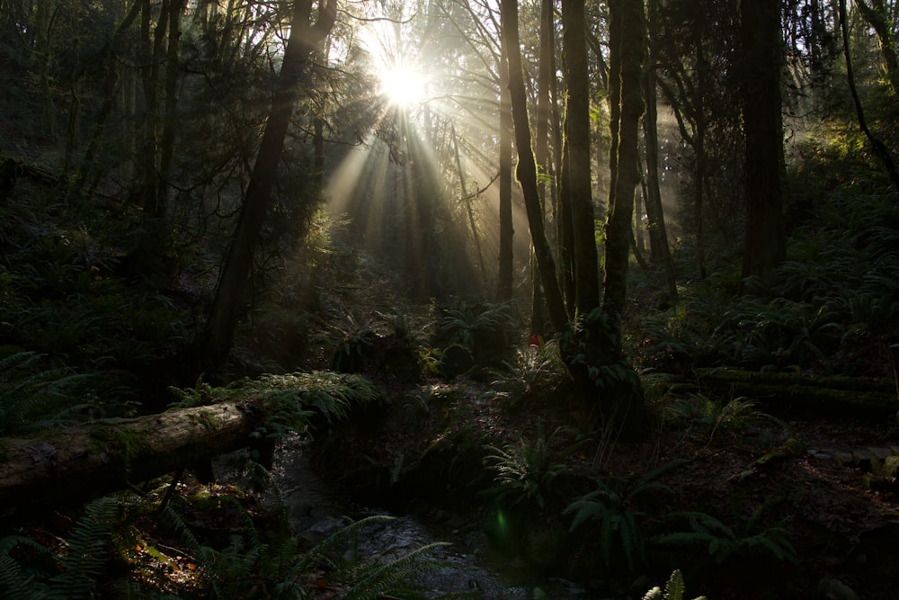 raggi di sole che passano attraverso gli alberi