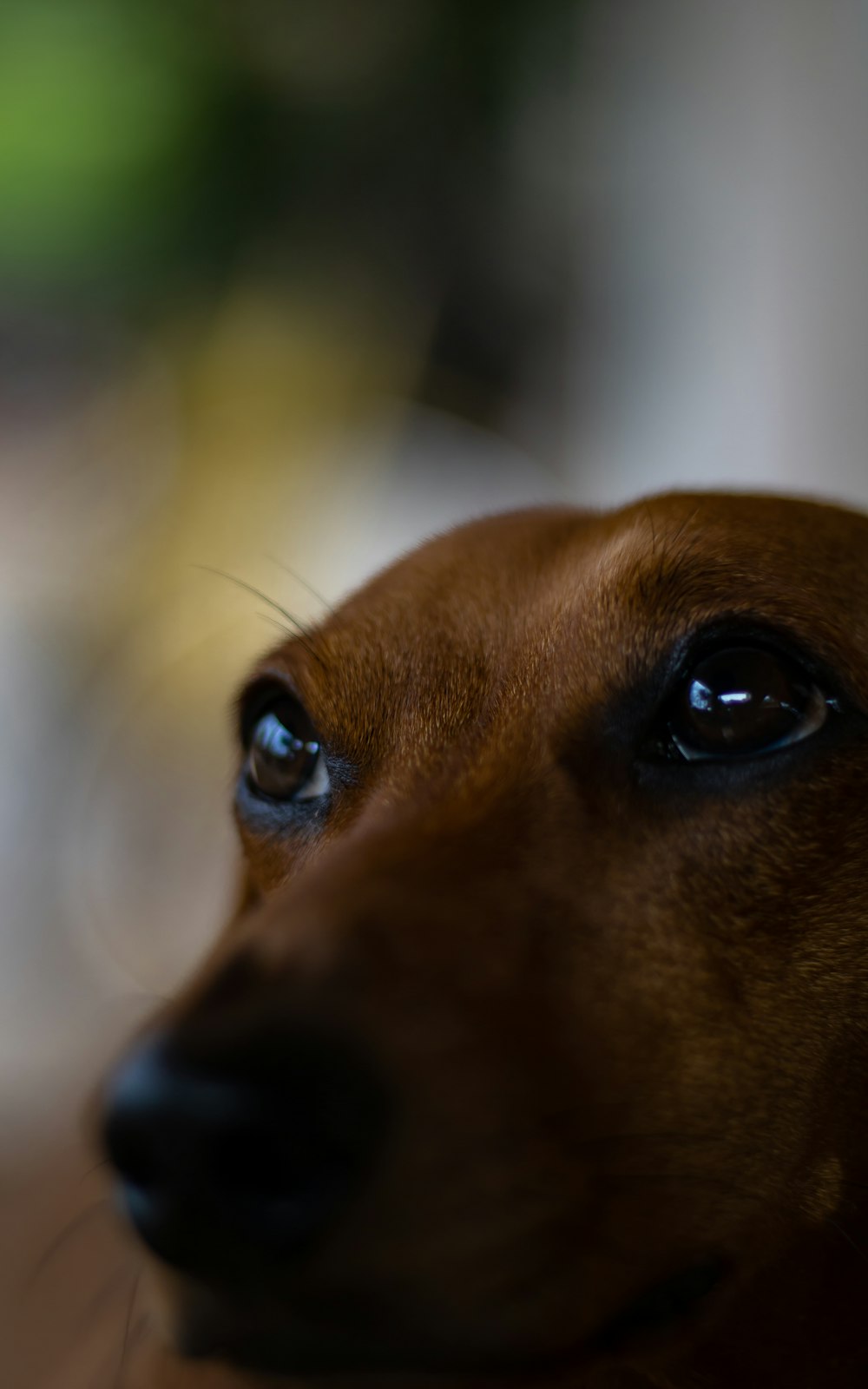 cão marrom de pelagem curta na lente tilt shift