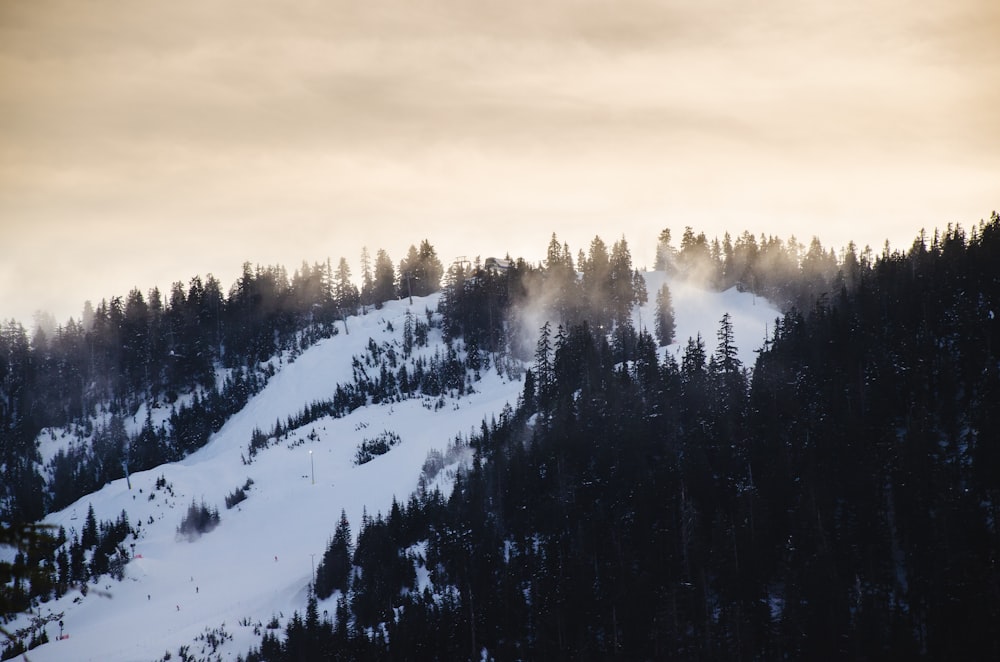 green trees on snow covered mountain during daytime