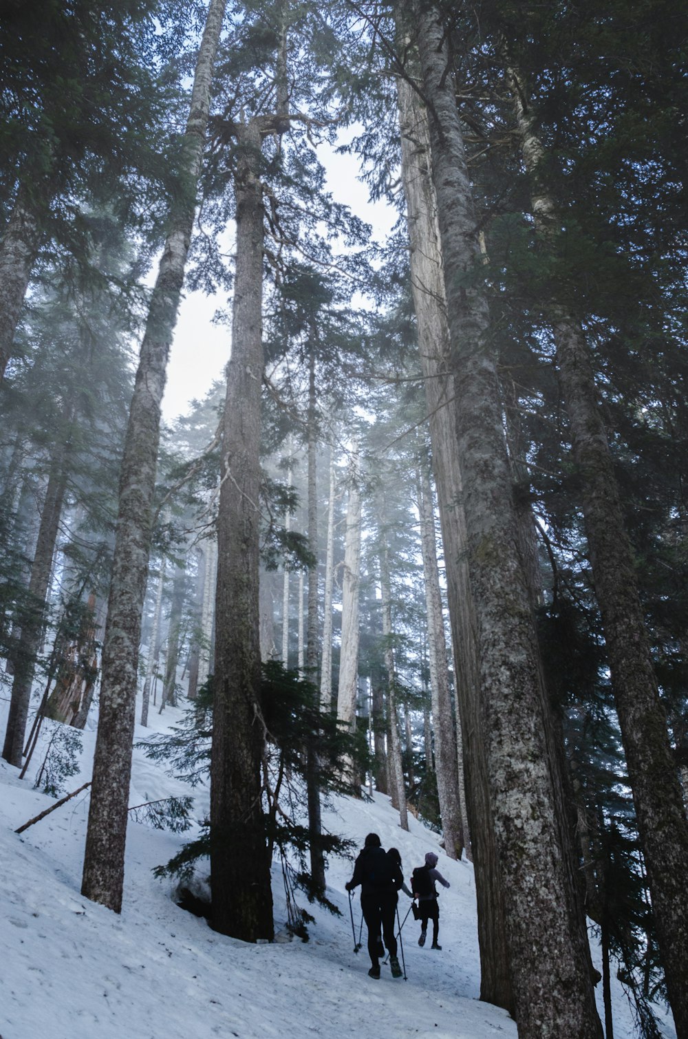 snow covered trees during daytime