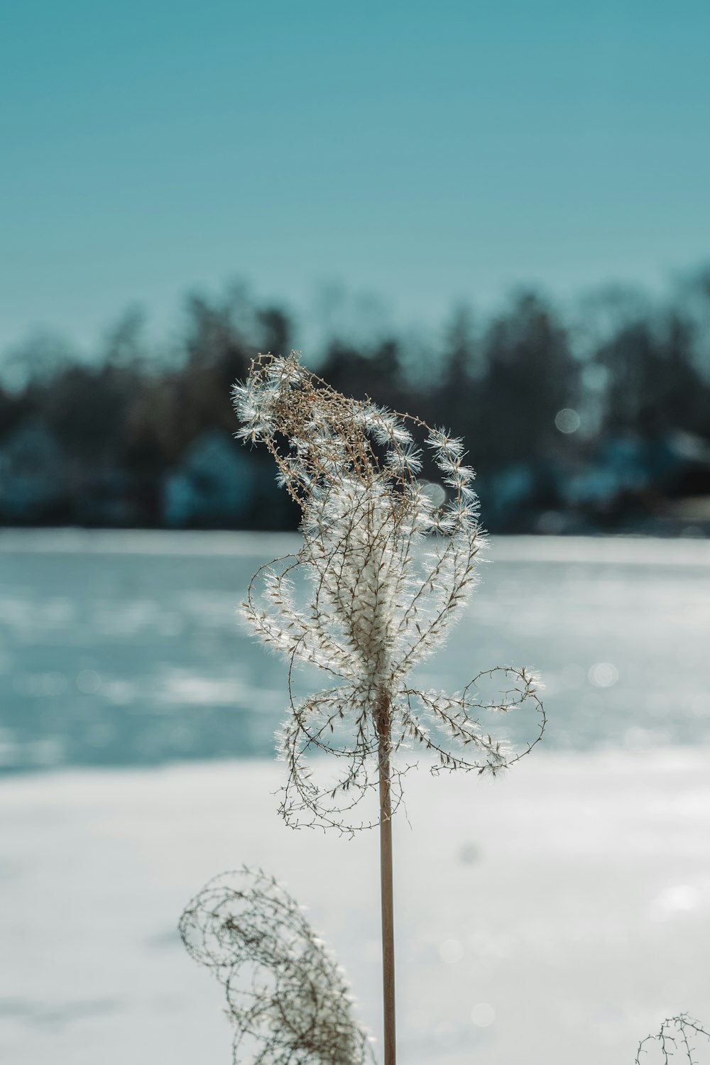 white flower in shallow focus lens