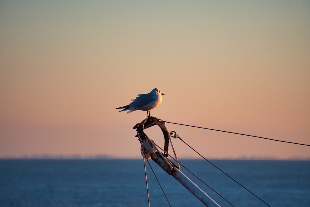 white and gray bird on brown wooden stick during daytime