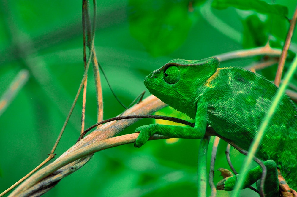 green chameleon on brown tree branch