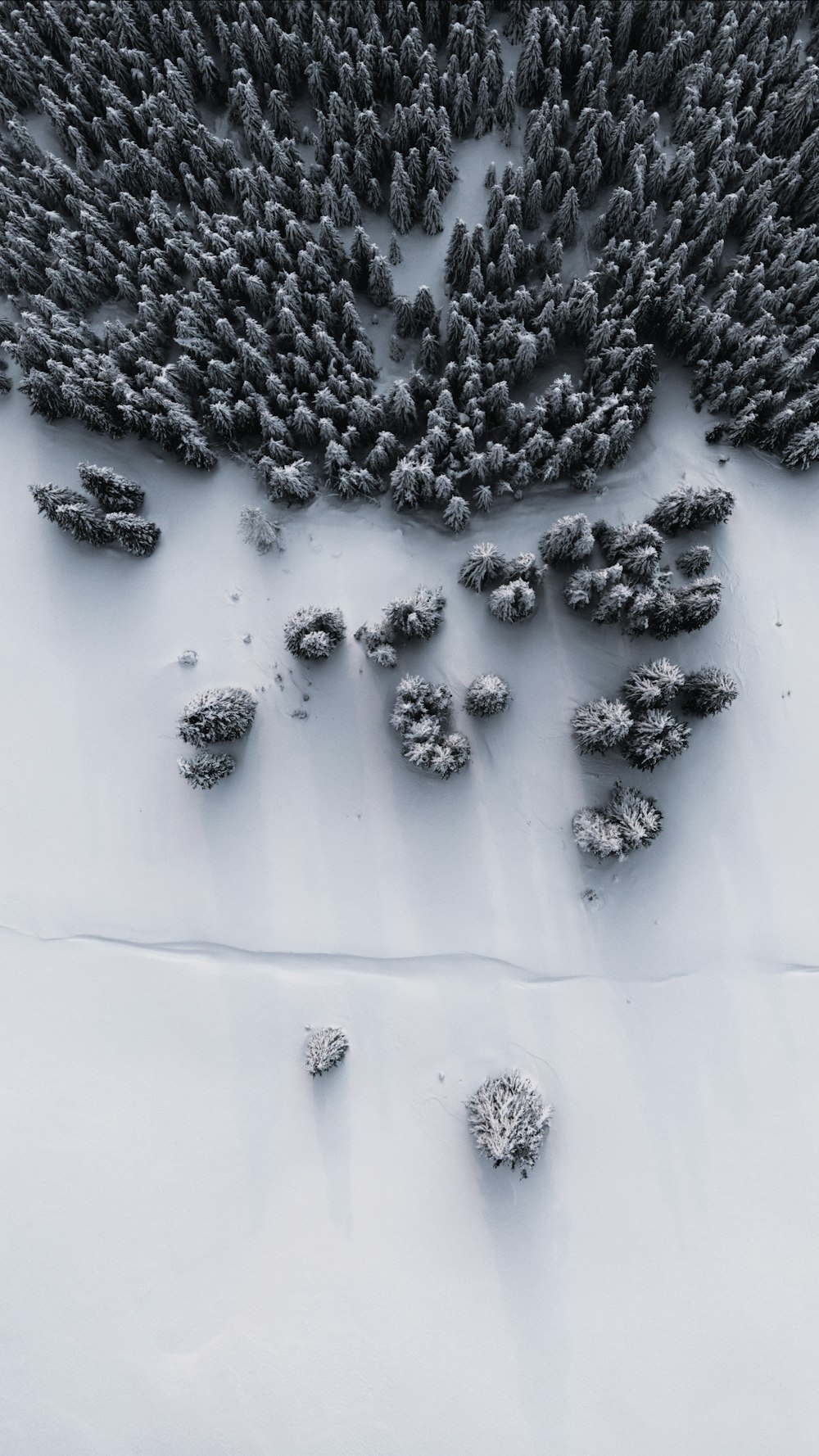 black and gray pine cones on white sand