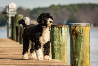 Portuguese water dog