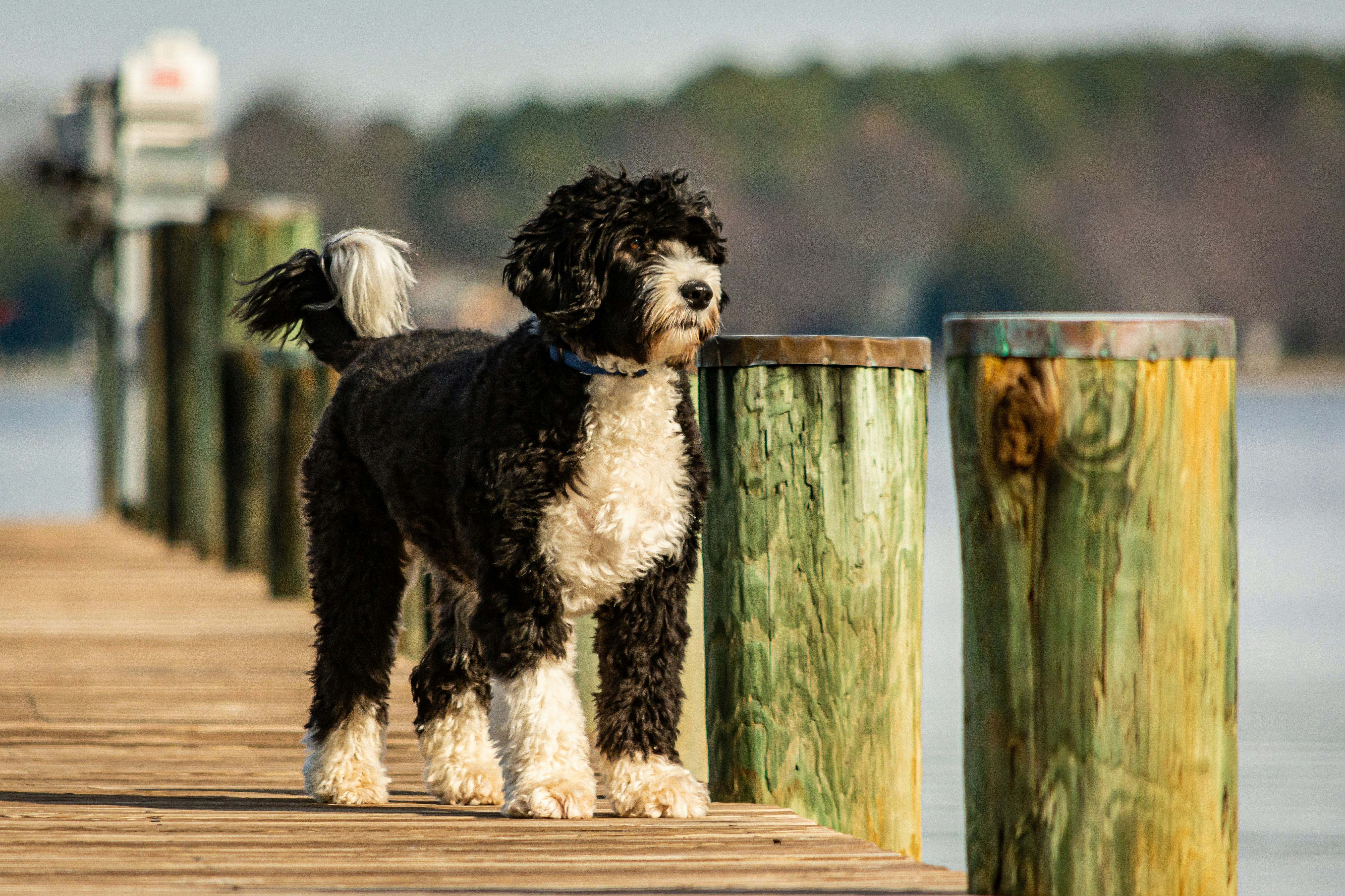 black and white long coated dog on brown wooden fence during daytime