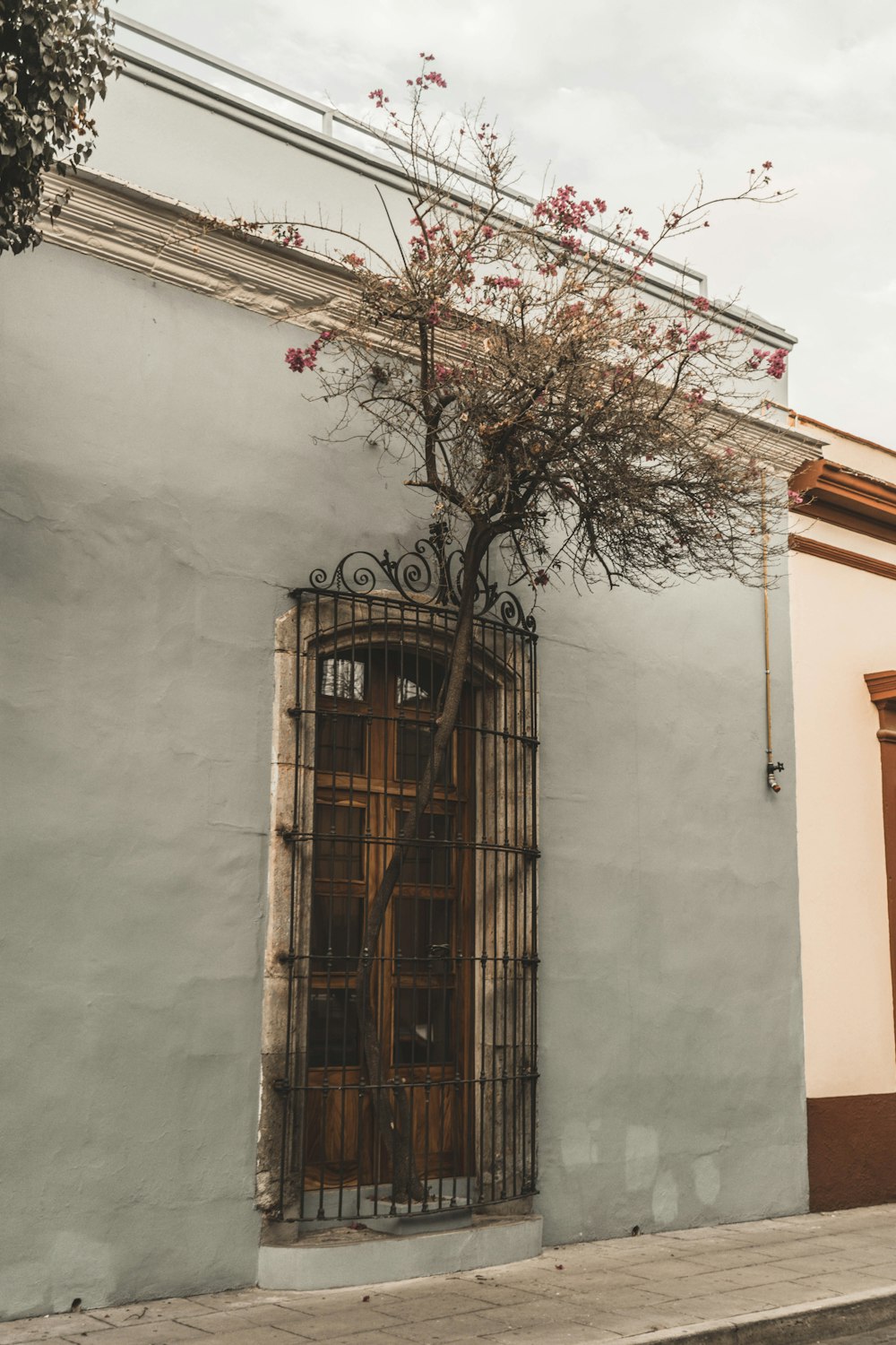 brown bare tree beside brown wooden door