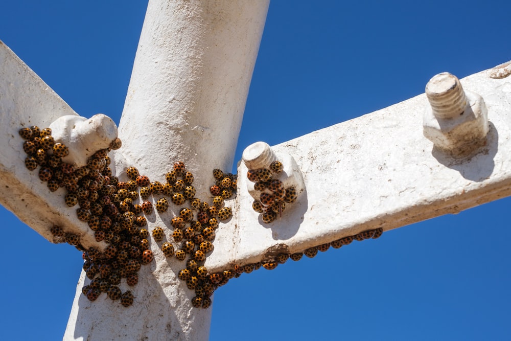 white and brown concrete post