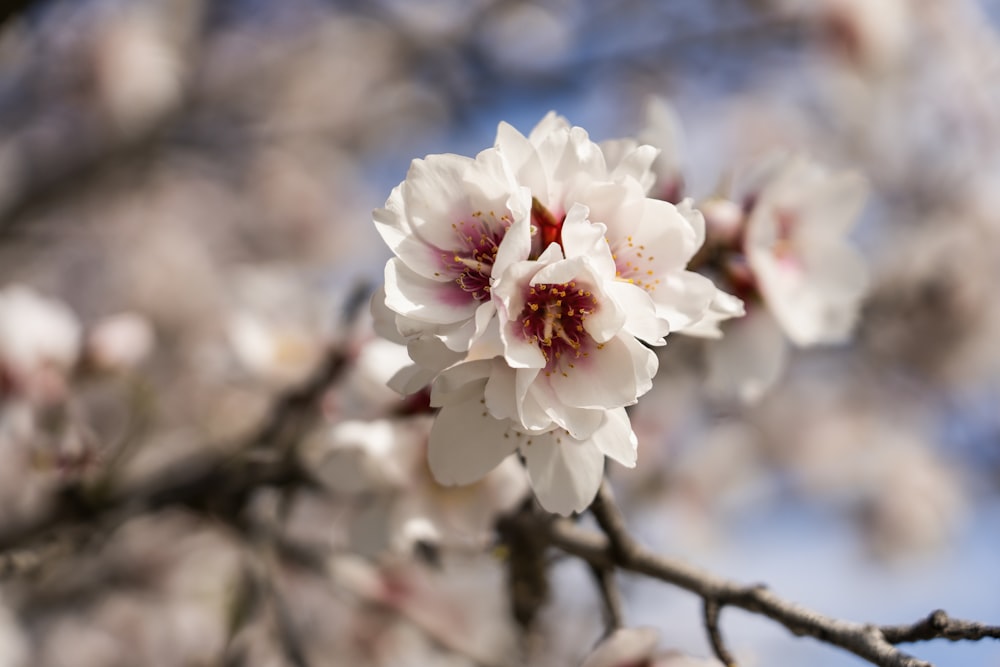 a close up of a flower on a tree