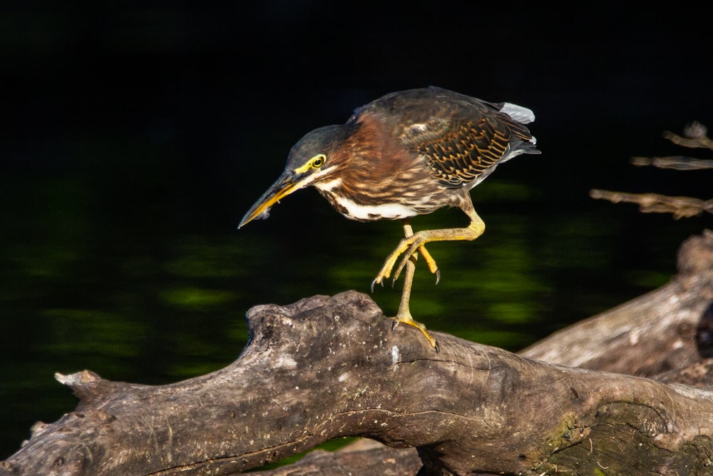 brown and white bird on gray rock