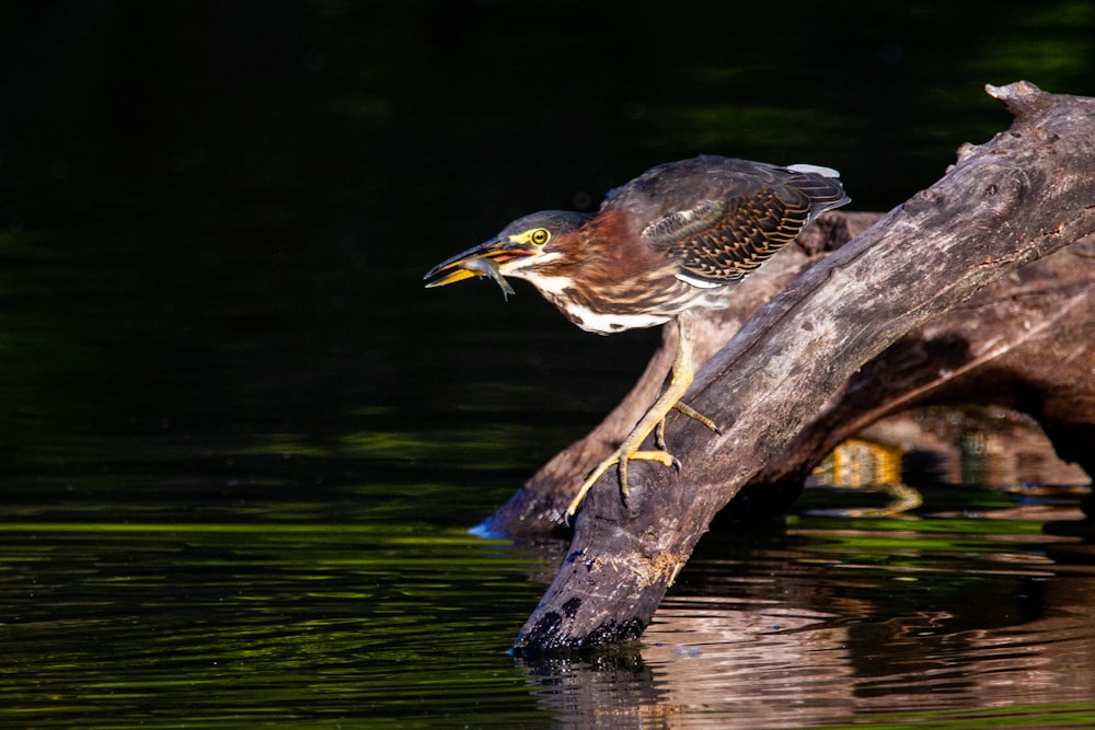 pájaro marrón y blanco en la rama de un árbol