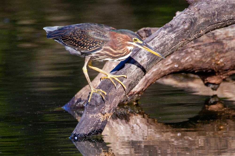 brown and blue bird on brown tree branch