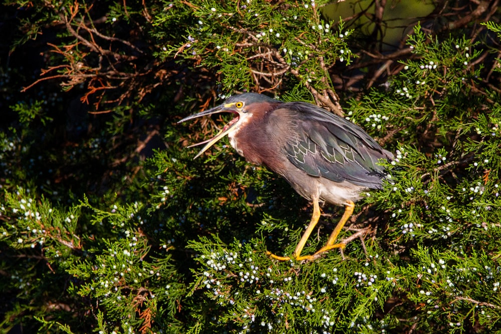 blue and brown bird on green tree