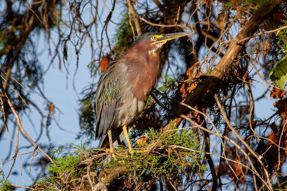 brown and gray bird on brown tree branch during daytime