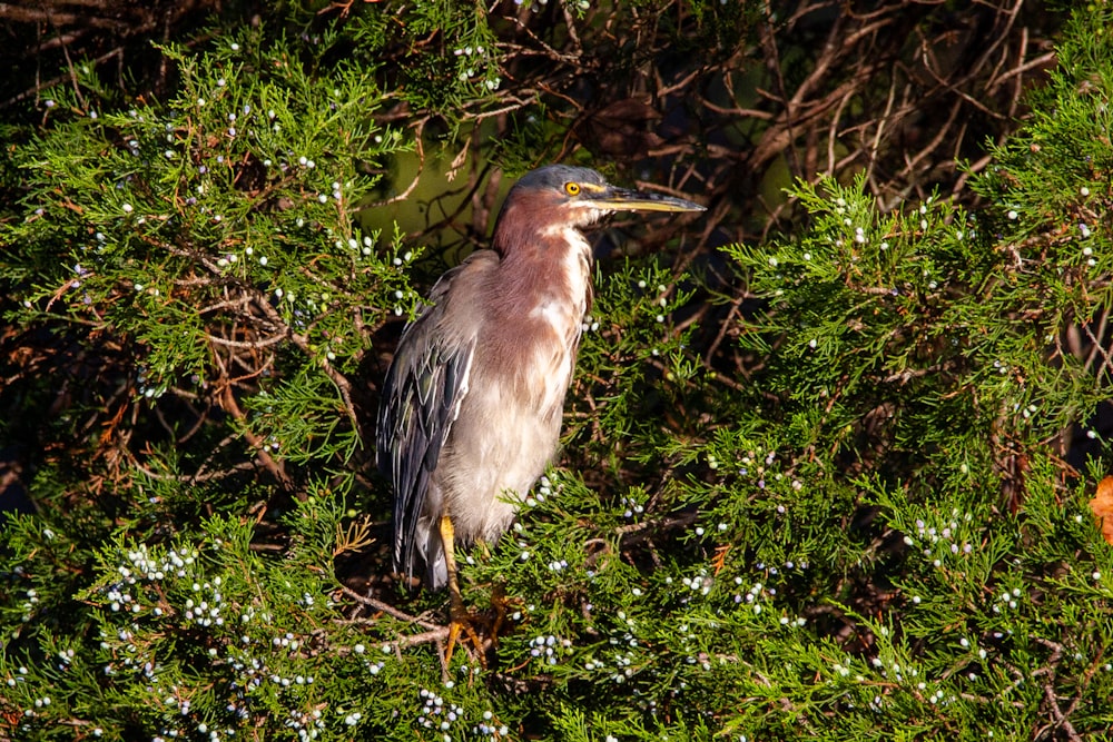 pájaro marrón y negro en la hierba verde durante el día