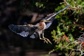 A bird with outstretched wings is captured in mid-flight against a backdrop of dense foliage. The bird has a sharp beak and its feathers display a mixture of brown, black, and white colors. The surroundings are lush green with touches of sunlight filtering through the leaves.