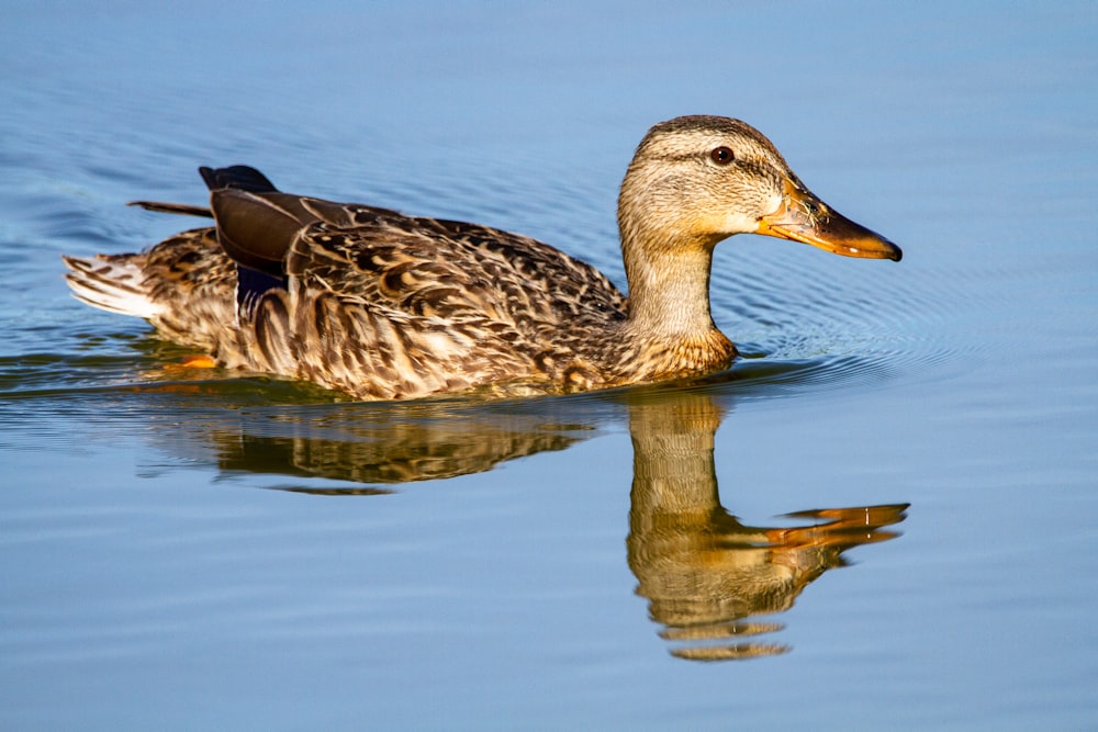 brown duck on water during daytime