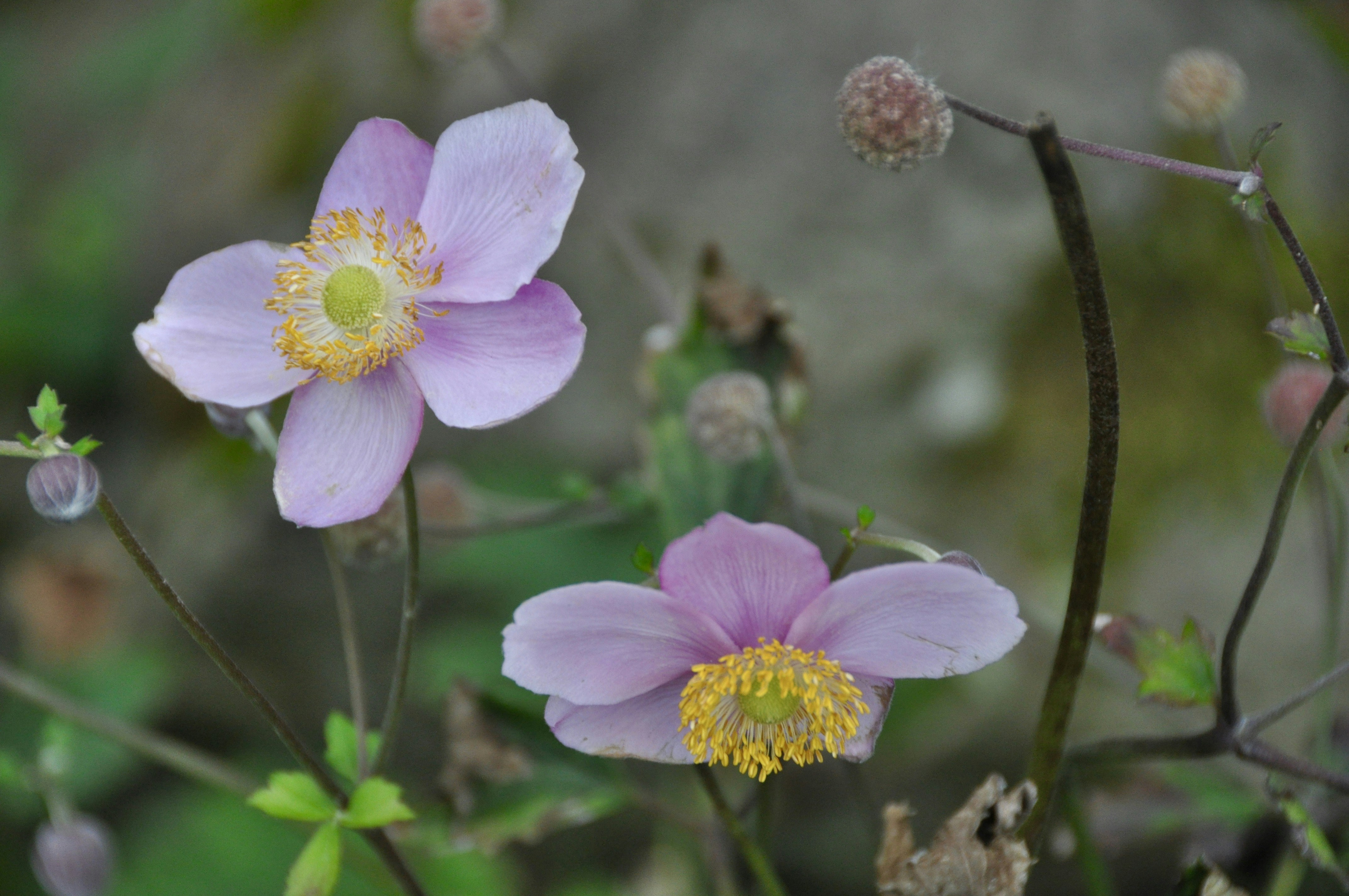 Photo by leslieshapiro