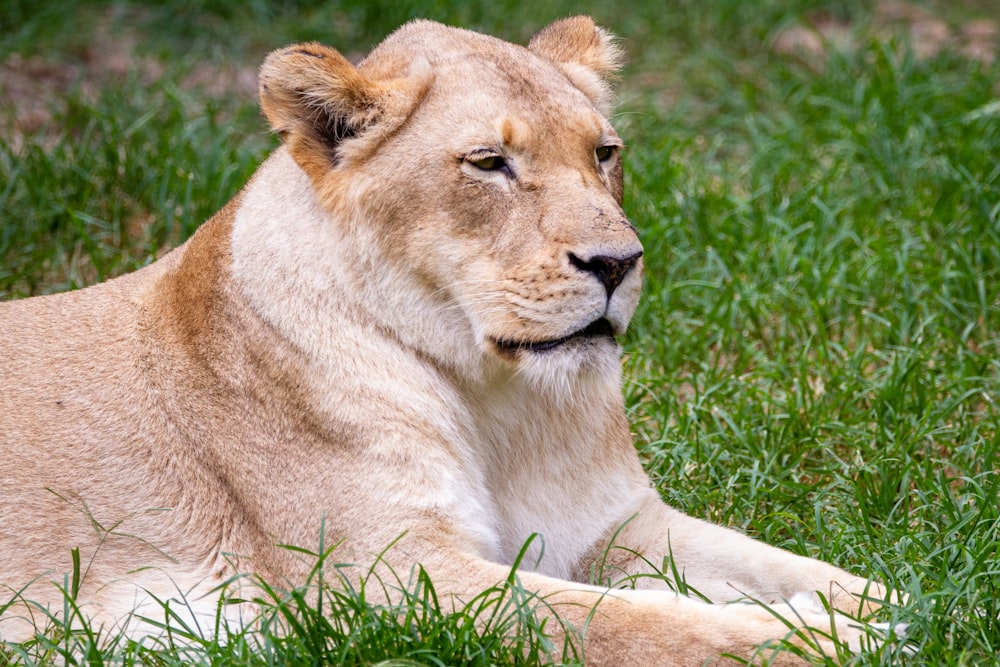 brown lioness lying on green grass during daytime
