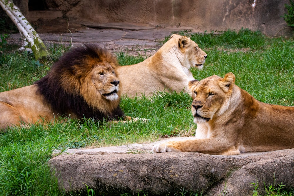 lion and lioness lying on green grass during daytime