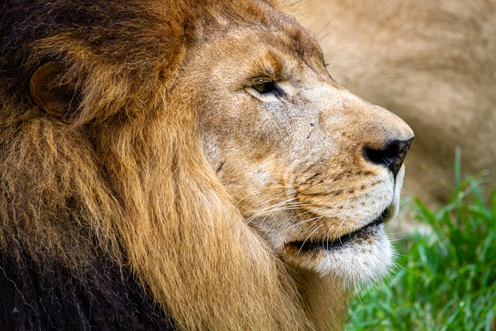 lion lying on brown soil