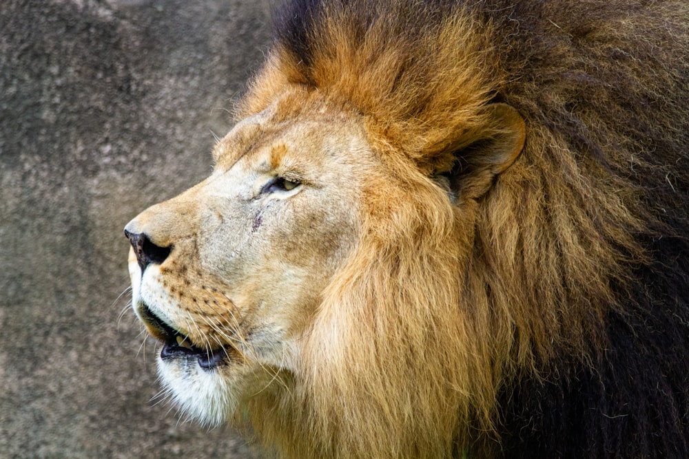 brown lion lying on gray concrete floor