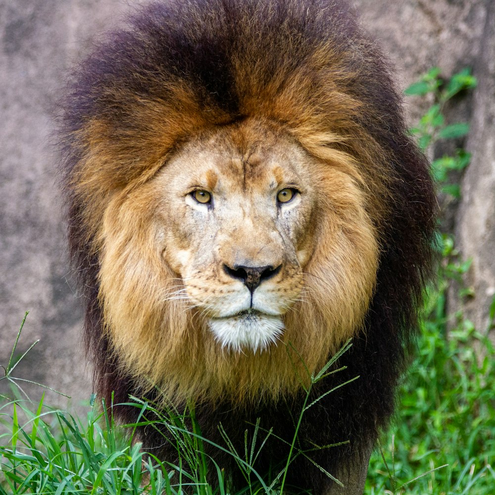 lion lying on green grass during daytime