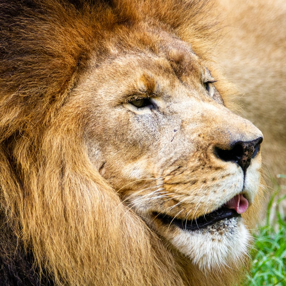 brown lion lying on green grass during daytime