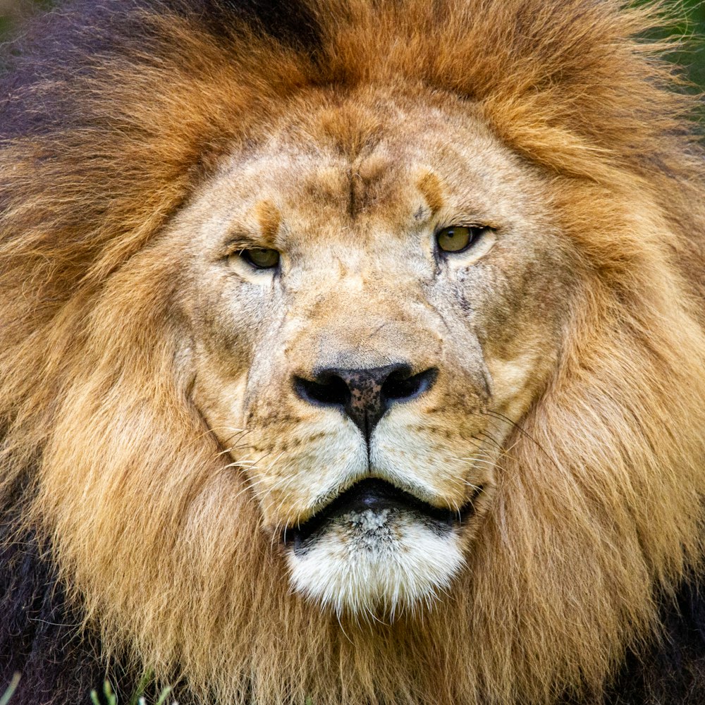 lion lying on green grass