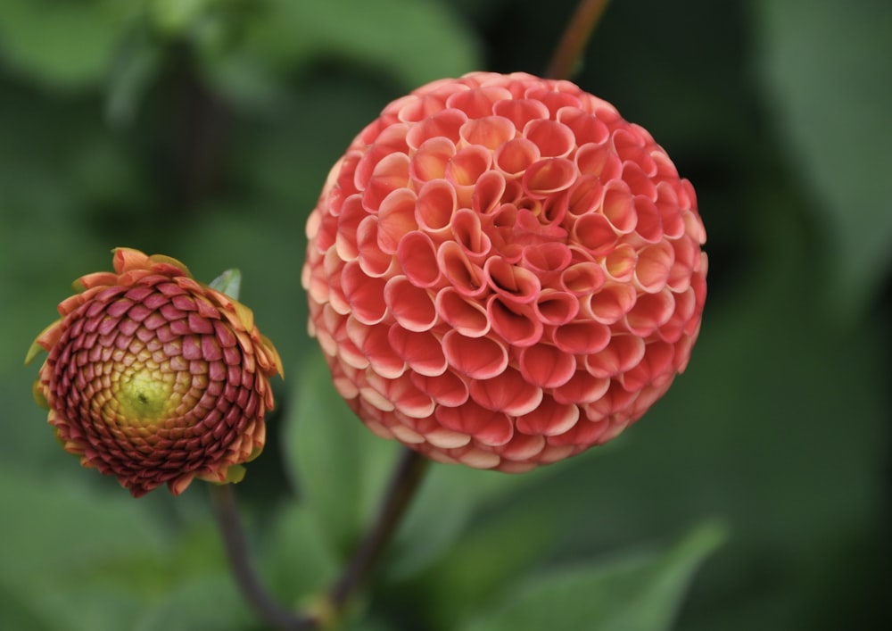 red round fruit in close up photography