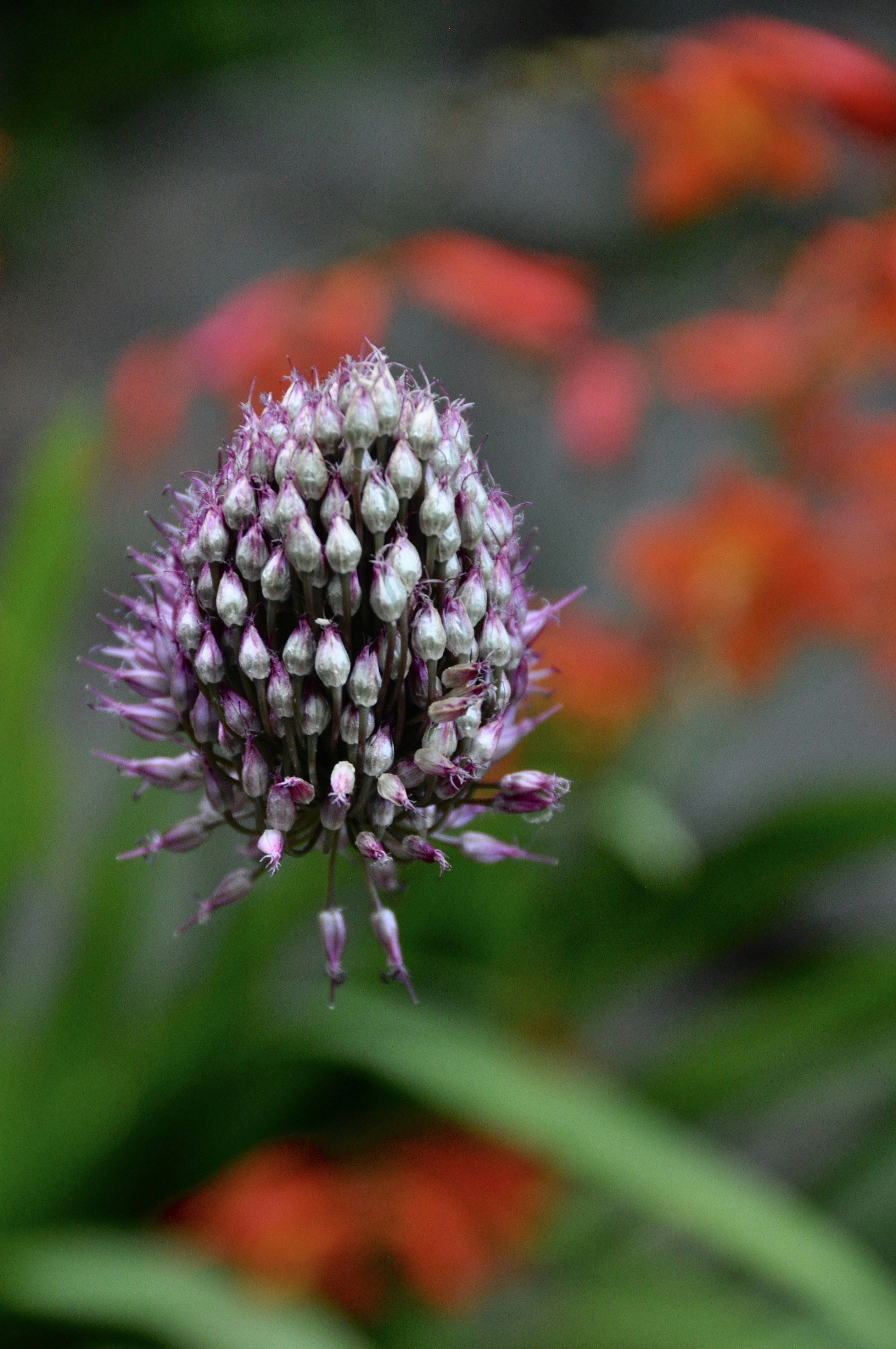 Photo by leslieshapiro