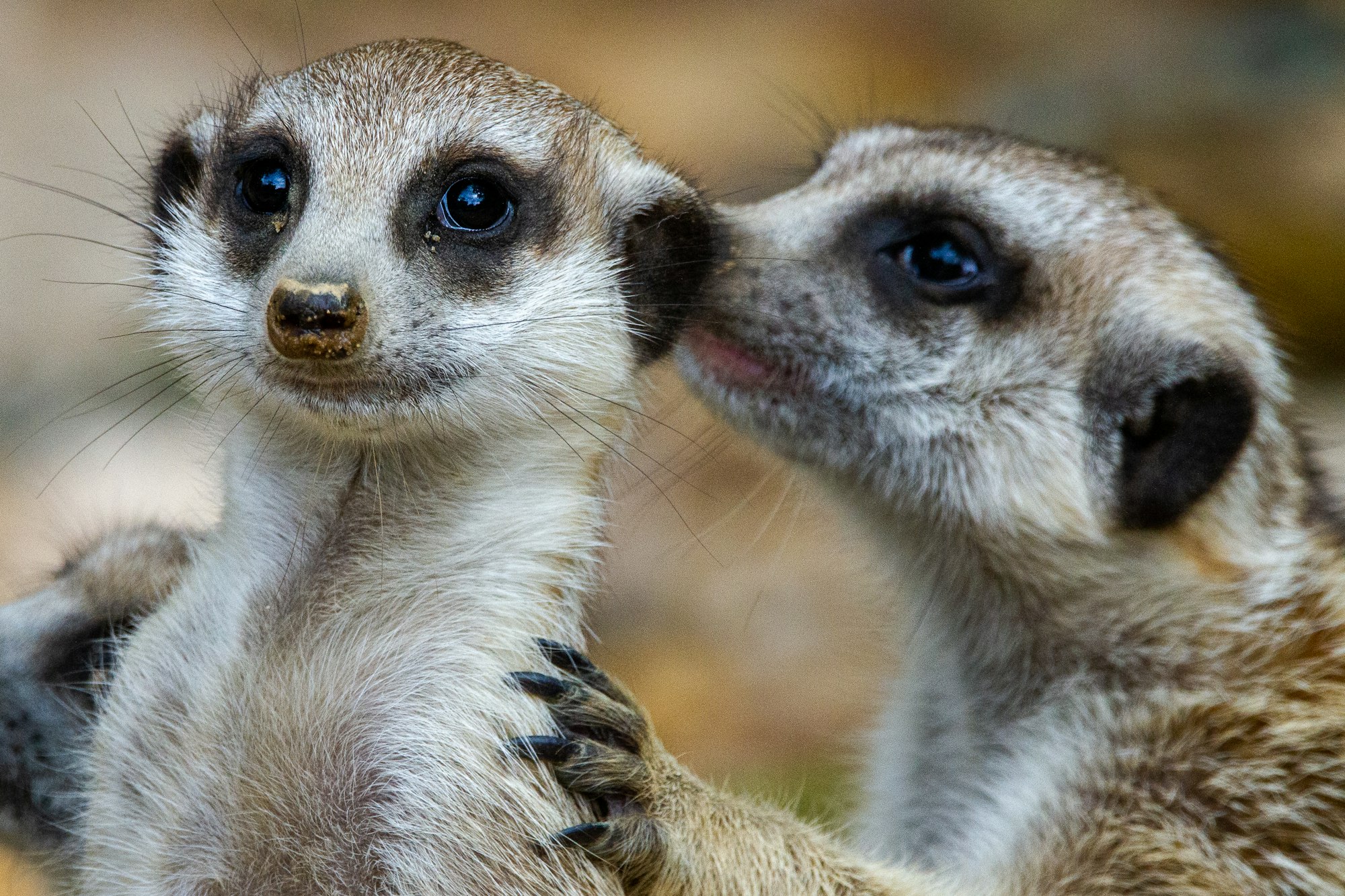 A meerkat whispers to another meerkat at the Memphis Zoo.