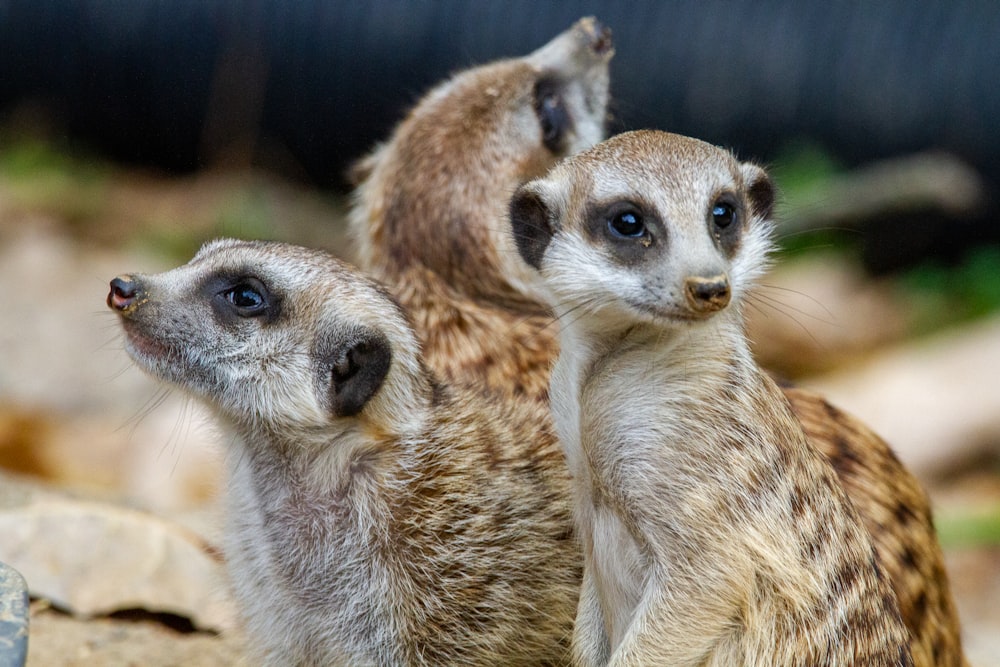 接写の茶色と白の動物