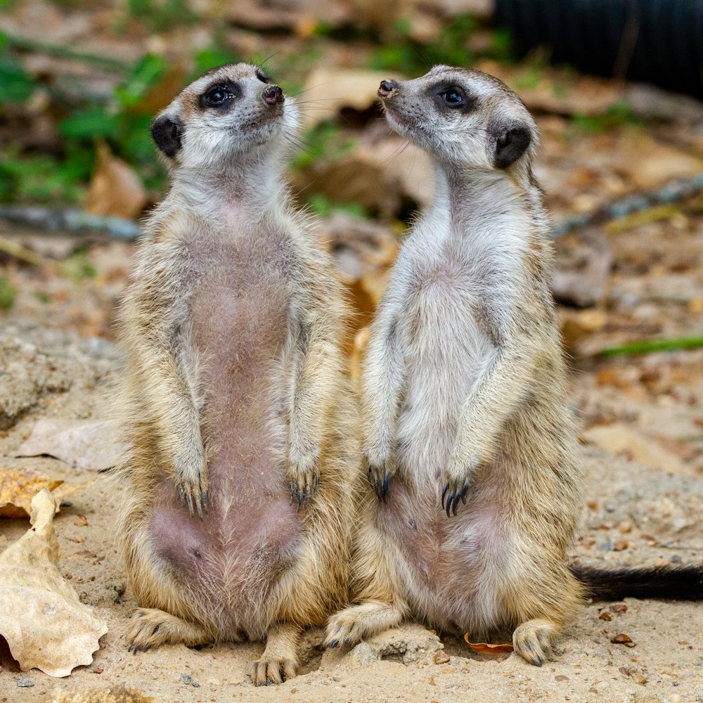 white and brown meerkat on brown rock during daytime