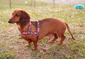 brown dachshund with brown leather leash on green grass field during daytime